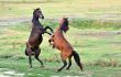 fight of horses