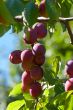 Plums on a branch.