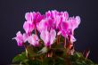 Pink Cyclamen