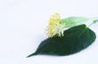 linden flowers on a white background