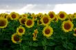 Sunflower field with blue sky in countryside