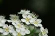White flowers over natural background