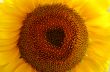 sunflower Close-Up 