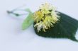 linden flowers on a white background 