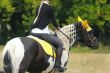 Beautiful horse riding competitions