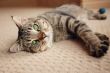 Kitten stretched out on carpet