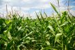 Cornfields. 