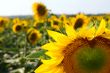Many large and bright sunflowers on the field. Large yellow peta