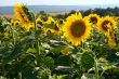 Many large and bright sunflowers on the field. Large yellow peta