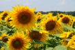 Many large and bright sunflowers on the field. Large yellow peta