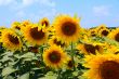 Many large and bright sunflowers on the field. Large yellow peta
