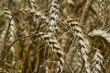 Wheat Fields