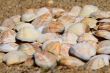 Seashells on the sand