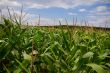 Cornfields. 