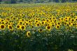 Many large and bright sunflowers on the field. Large yellow peta