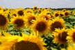 Many large and bright sunflowers on the field. Large yellow peta