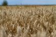 Wheat Fields