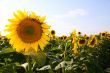 Many large and bright sunflowers on the field. Large yellow peta