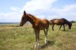 Horse and foal grazing in a meadow