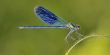 Dragonfly (Crocothemis erythraea)