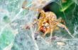 Araneus diadematus