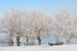 winter trees covered with frost