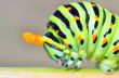 papilio machaon caterpillar