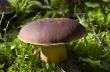 Cep Mushroom Growing in Autumn Forest. Boletus 