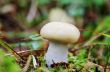 One of fresh natural edible mushrooms in autumn forest