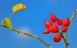 Rose hips from the bushes