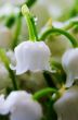 Close up of Lily of the valley 