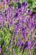 macro of lavender plant. herbal landscape of aromatic plant.