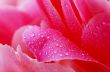 Water drops on peony petals, flower background 