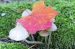 Picture of a wildlife forest mushroom in the woods
