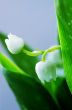 Close up of Lily of the valley 