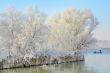 frozen trees