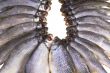 Salted and dried river fish on a white background.