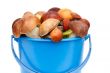 Mushrooms, aspen mushrooms, white, boletus in the bucket on a wh