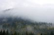 Foggy summer morning in the mountains. Carpathian, Ukraine,