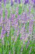 macro of lavender plant. herbal landscape of aromatic plant.