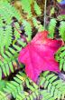 Maple leaf lying on fern 