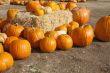 Fresh Orange Pumpkins and Hay in Rustic Fall Setting
