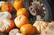Fresh Fall Pumpkins and Old Rusty Antique Tire 