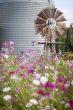 Antique Farm Windmill and Silo in a Flower Field 
