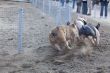 A Day at the Little Pig Races

