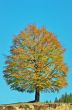 Autumn Tree