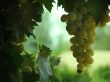 Green Vine Grapes