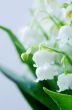 Close up of Lily of the valley. DOF 