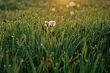 Dandelion flower