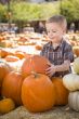 Little Boy Gathering His Pumpkins at a Pumpkin Patch